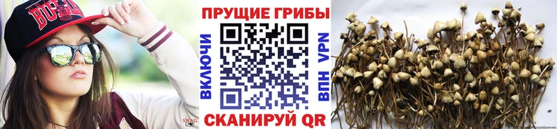 Псилоцибиновые грибы Psilocybine cubensis  купить наркотик  Чегем 